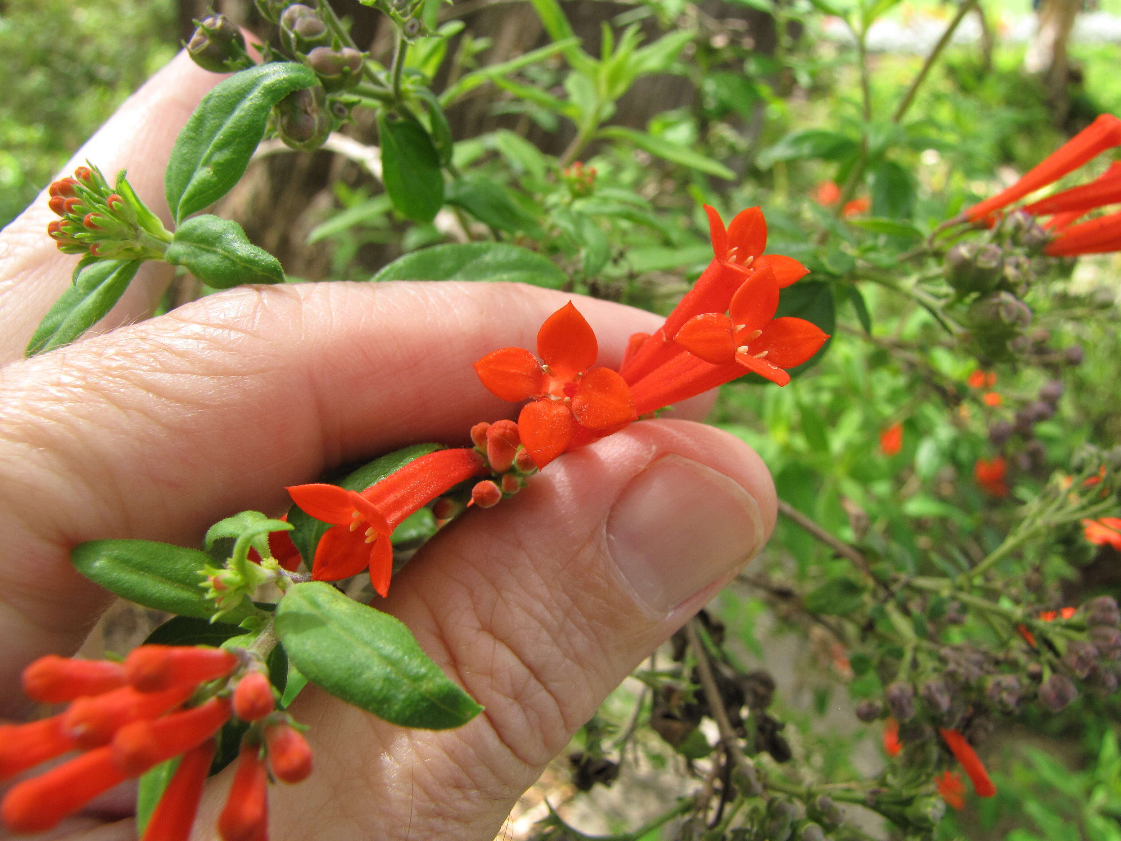 Plancia ëd Bouvardia ternifolia (Cav.) Schltdl.