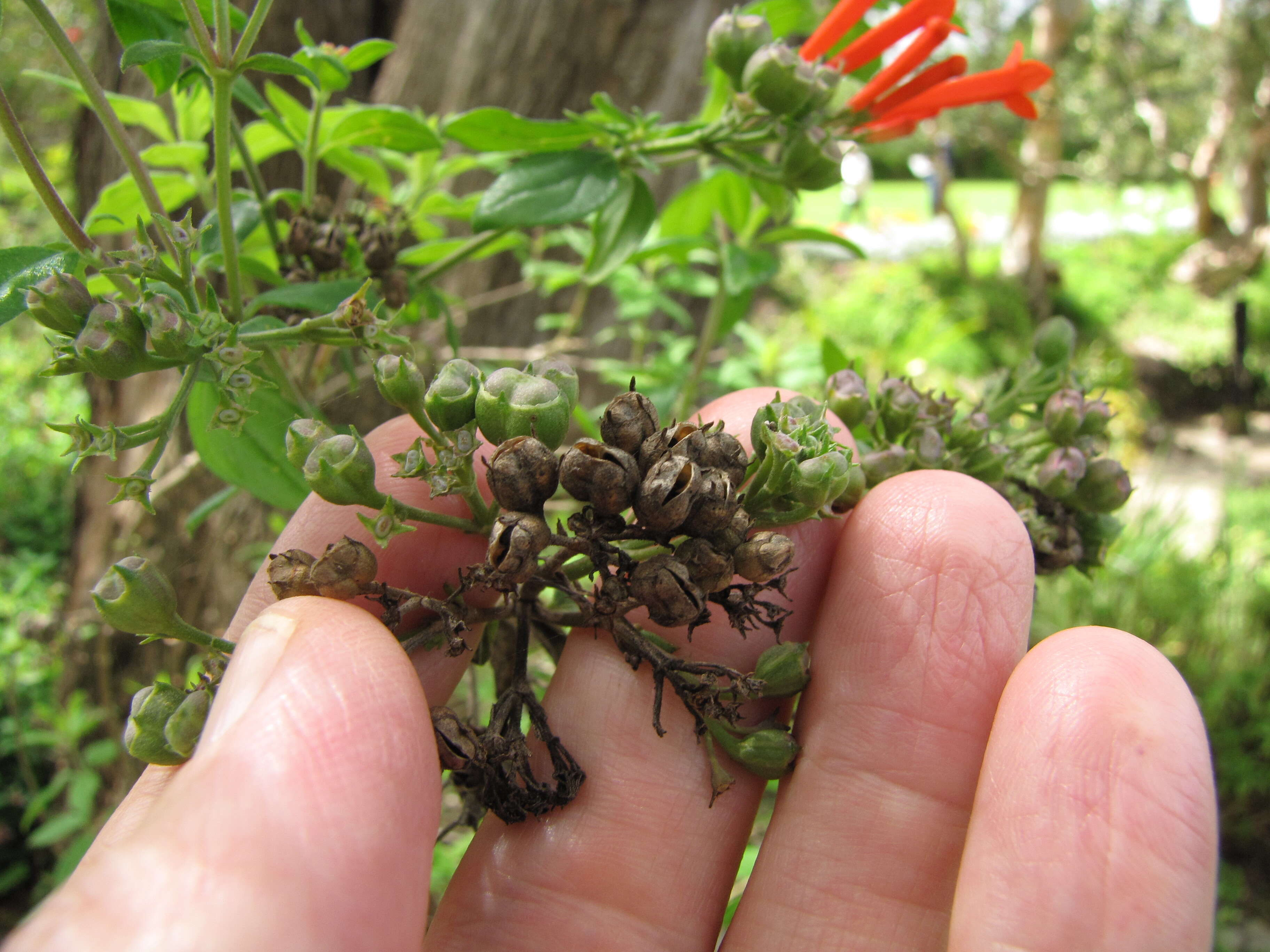 Plancia ëd Bouvardia ternifolia (Cav.) Schltdl.