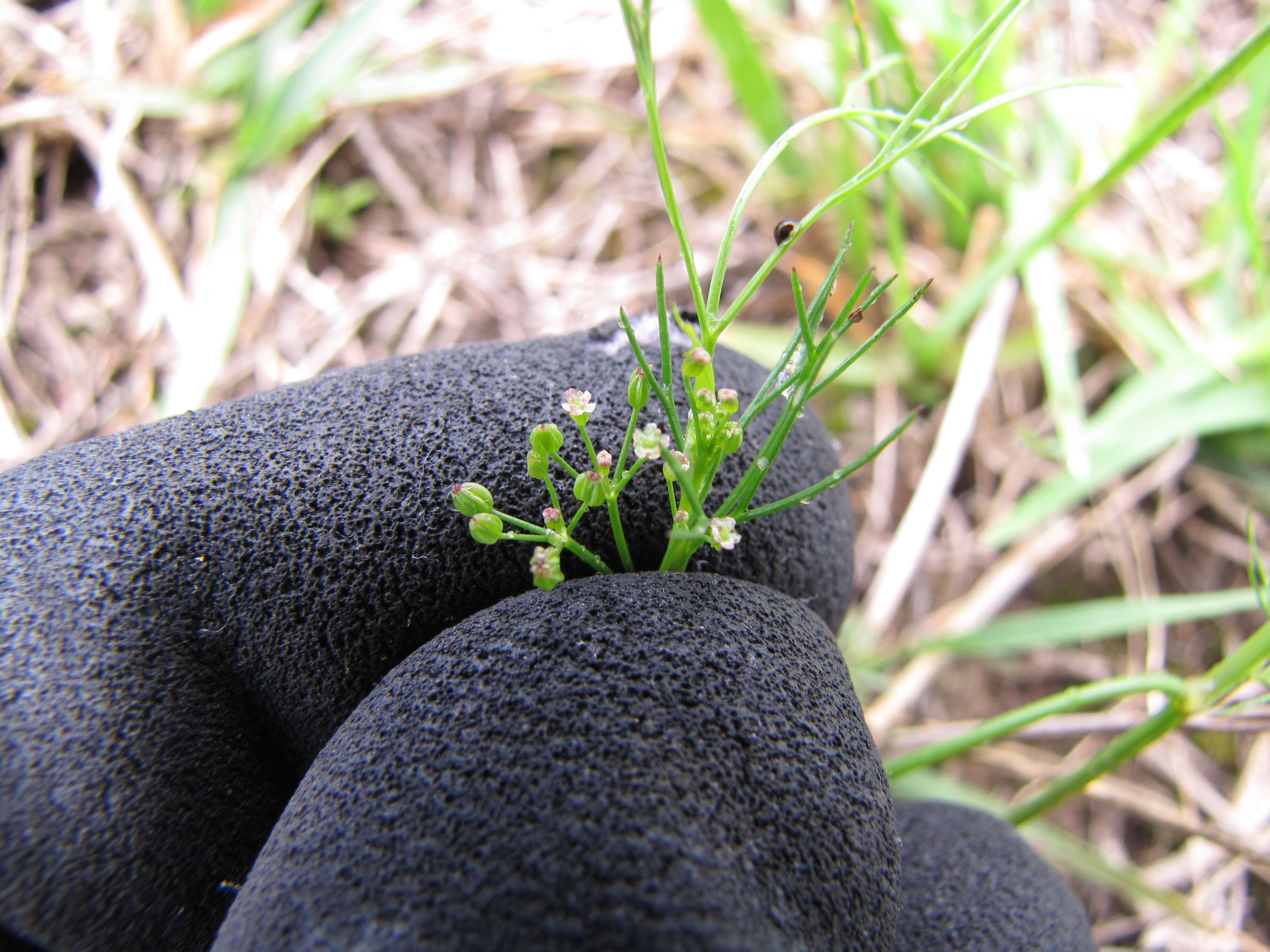 Image of marsh parsley