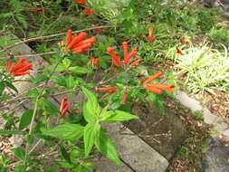 Image of firecrackerbush