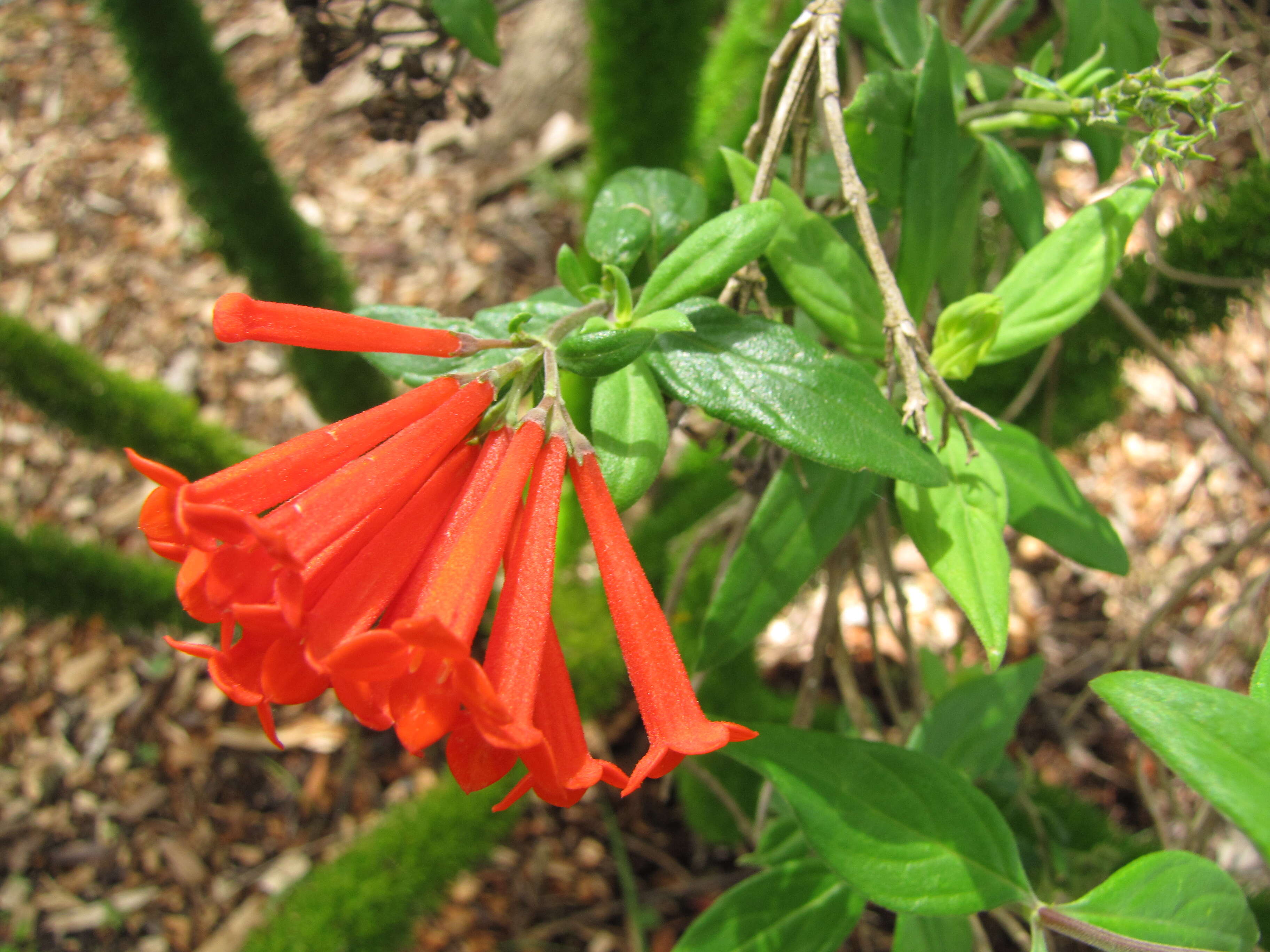 Plancia ëd Bouvardia ternifolia (Cav.) Schltdl.