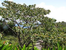 Image of balsa tree