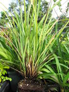 Image of Javanese flatsedge