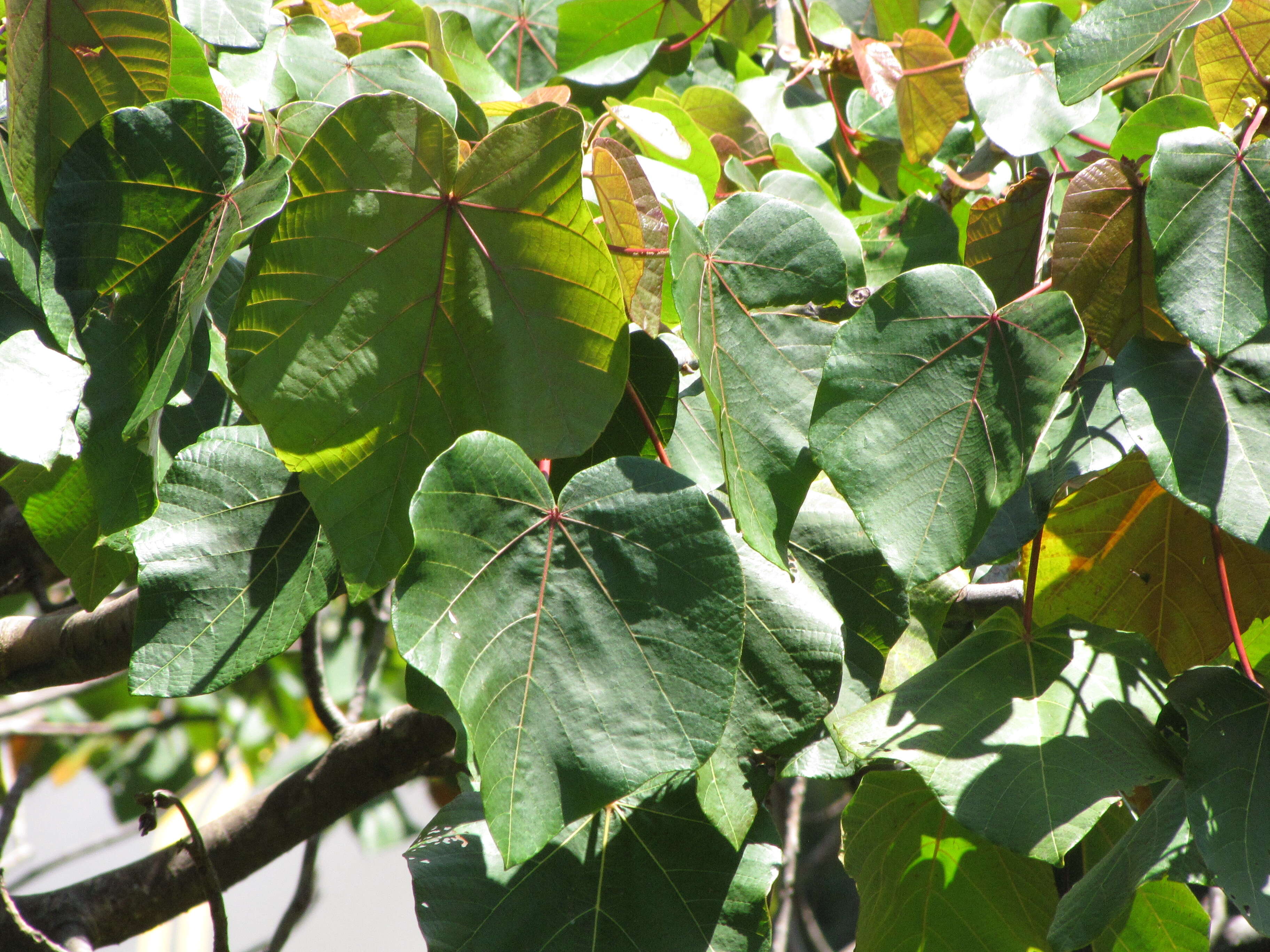 Image of balsa tree