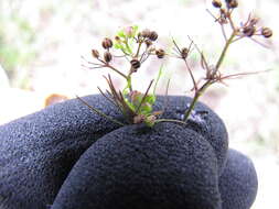 Image of marsh parsley