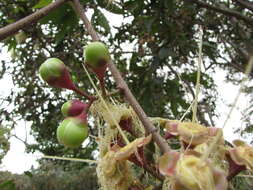 Слика од Syzygium jambos (L.) Alston