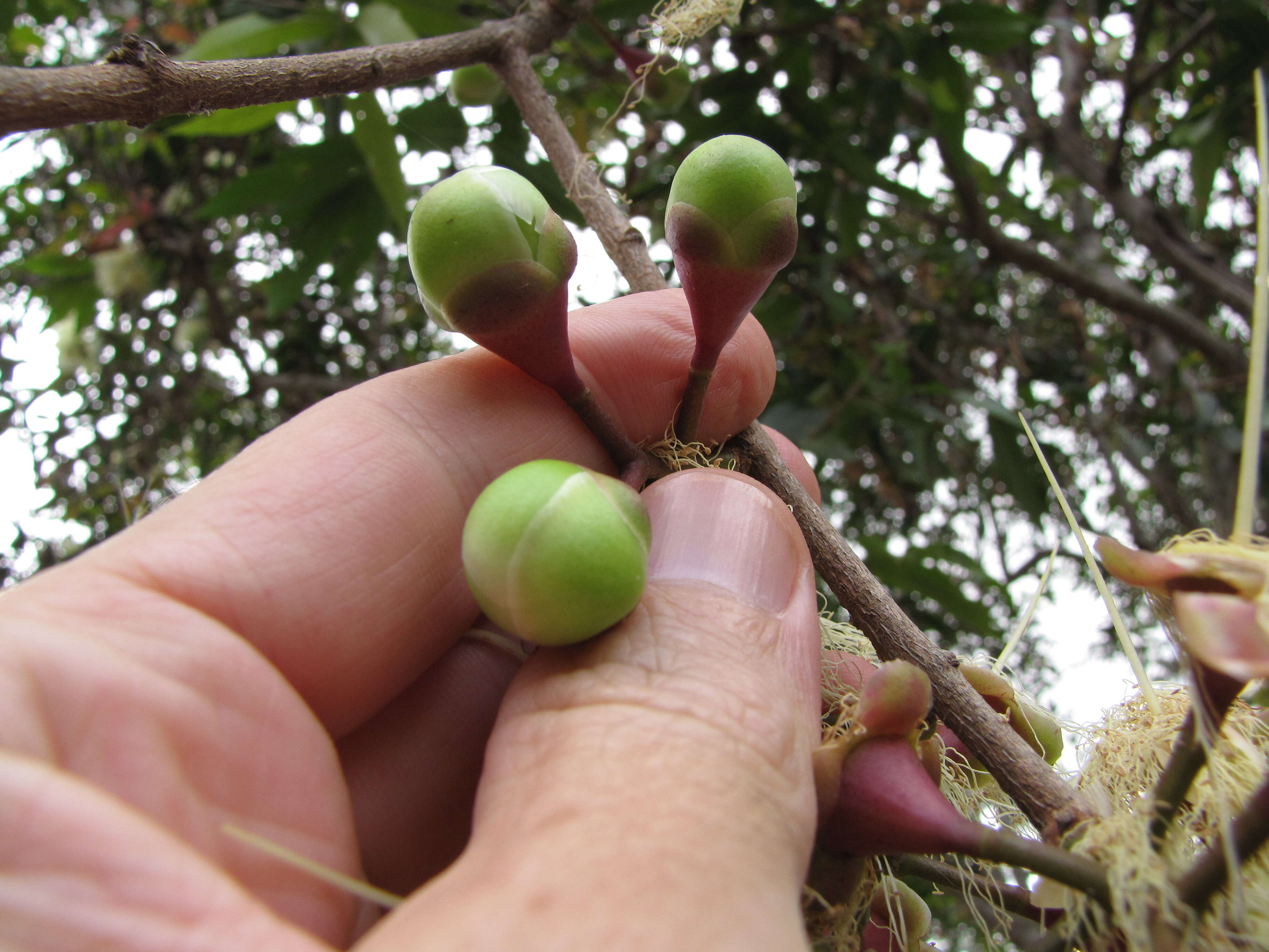 Слика од Syzygium jambos (L.) Alston