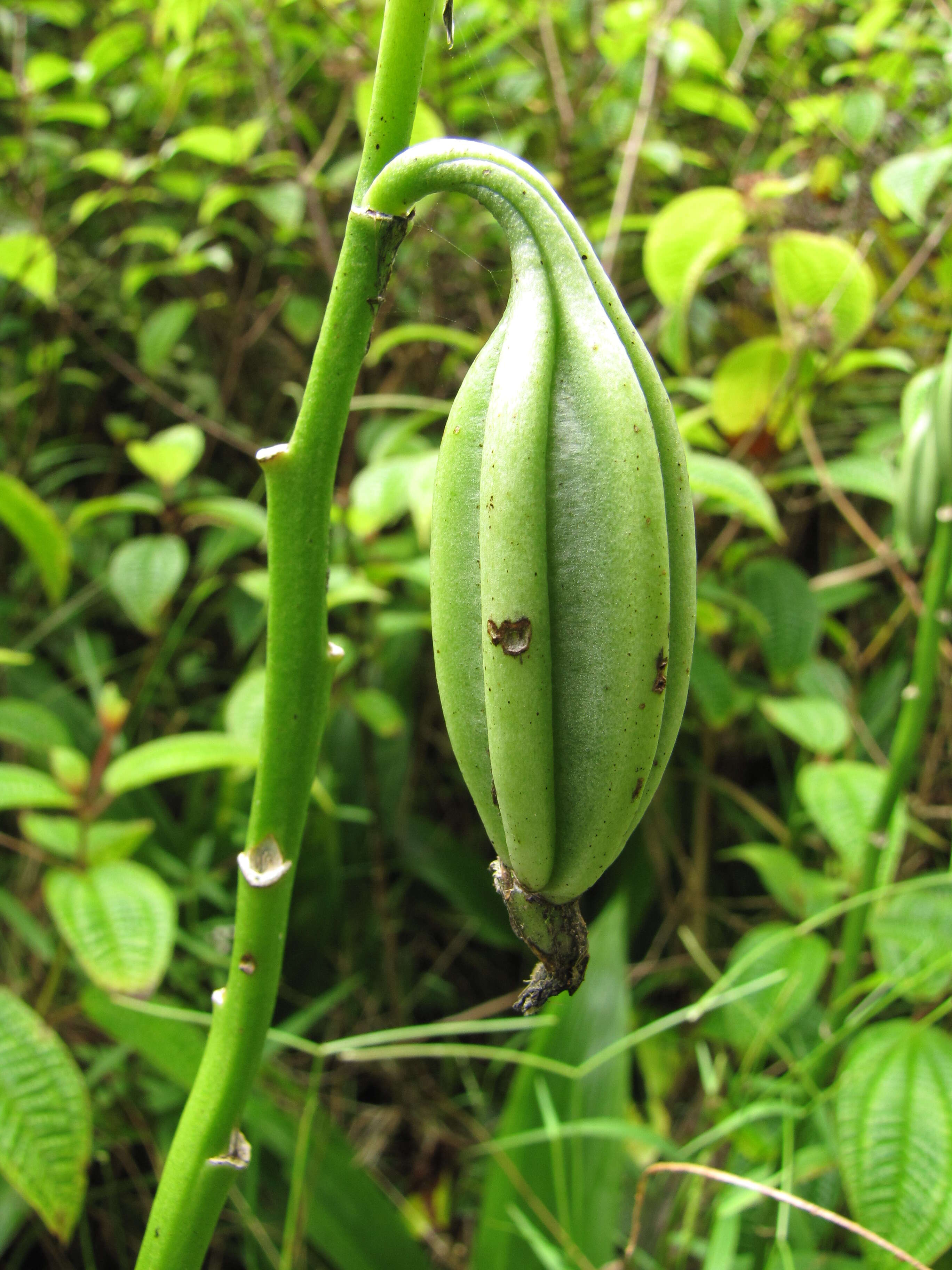 Image of Swamp orchid