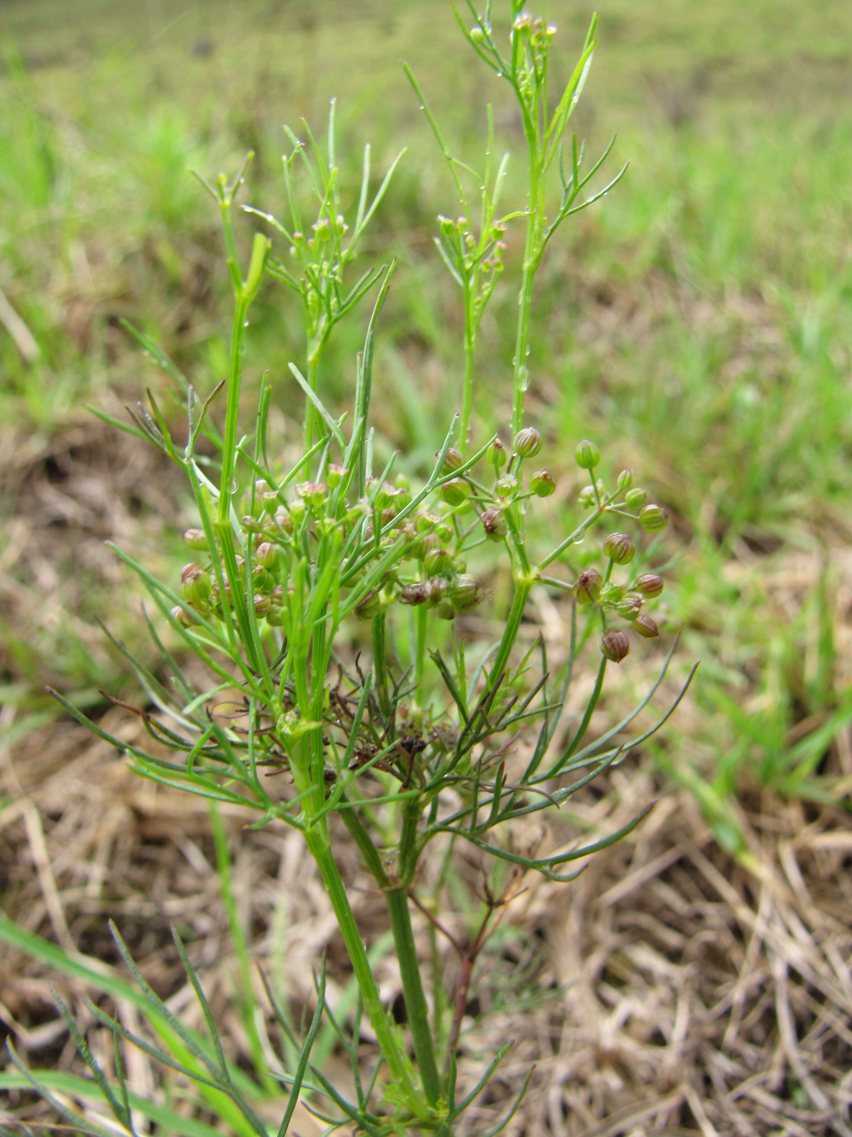 Image of marsh parsley