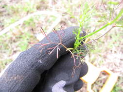 Image of marsh parsley