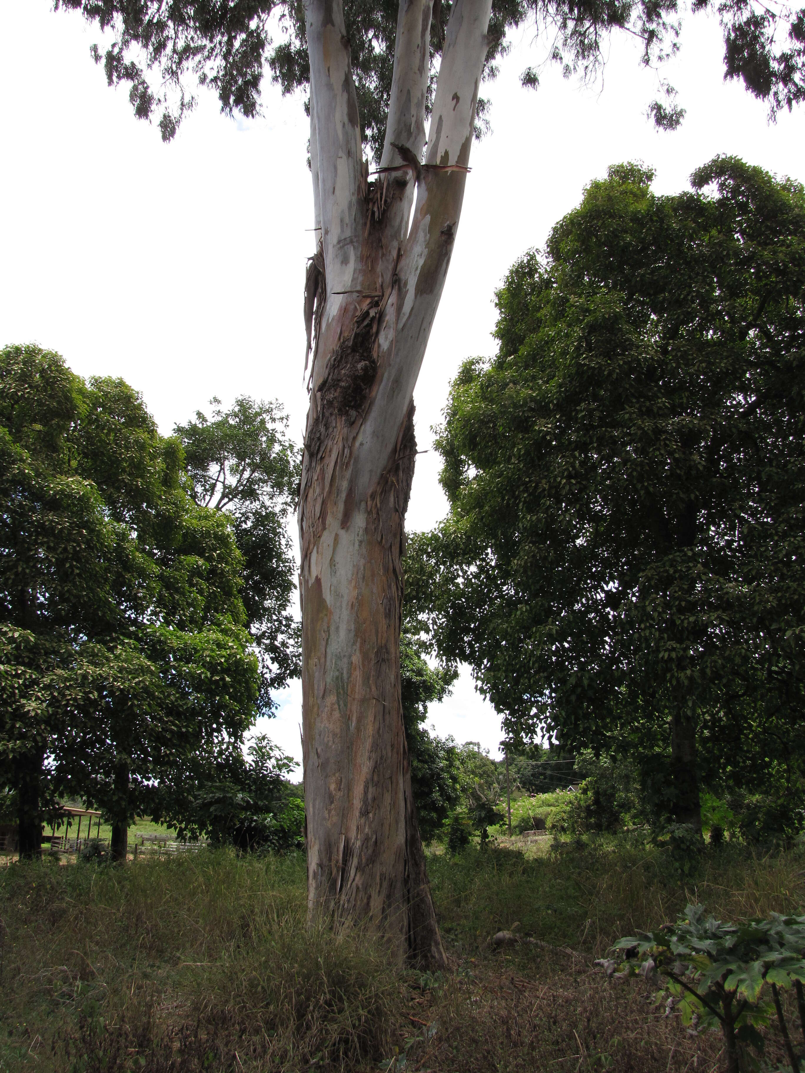 Imagem de Eucalyptus tereticornis Sm.