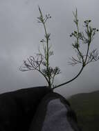 Image of marsh parsley