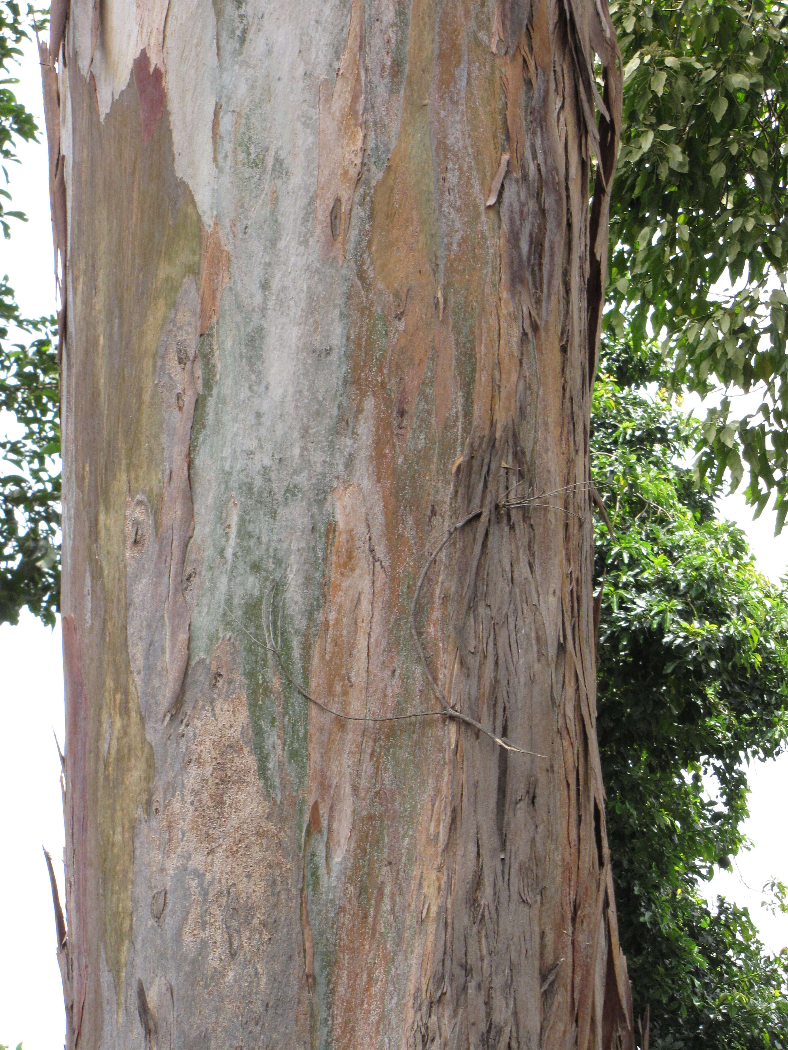 Imagem de Eucalyptus tereticornis Sm.