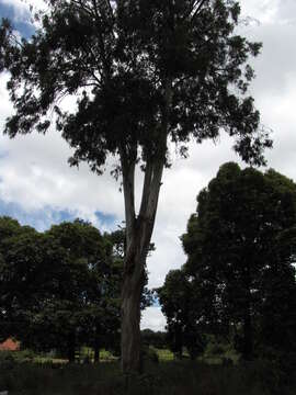 Image of forest redgum