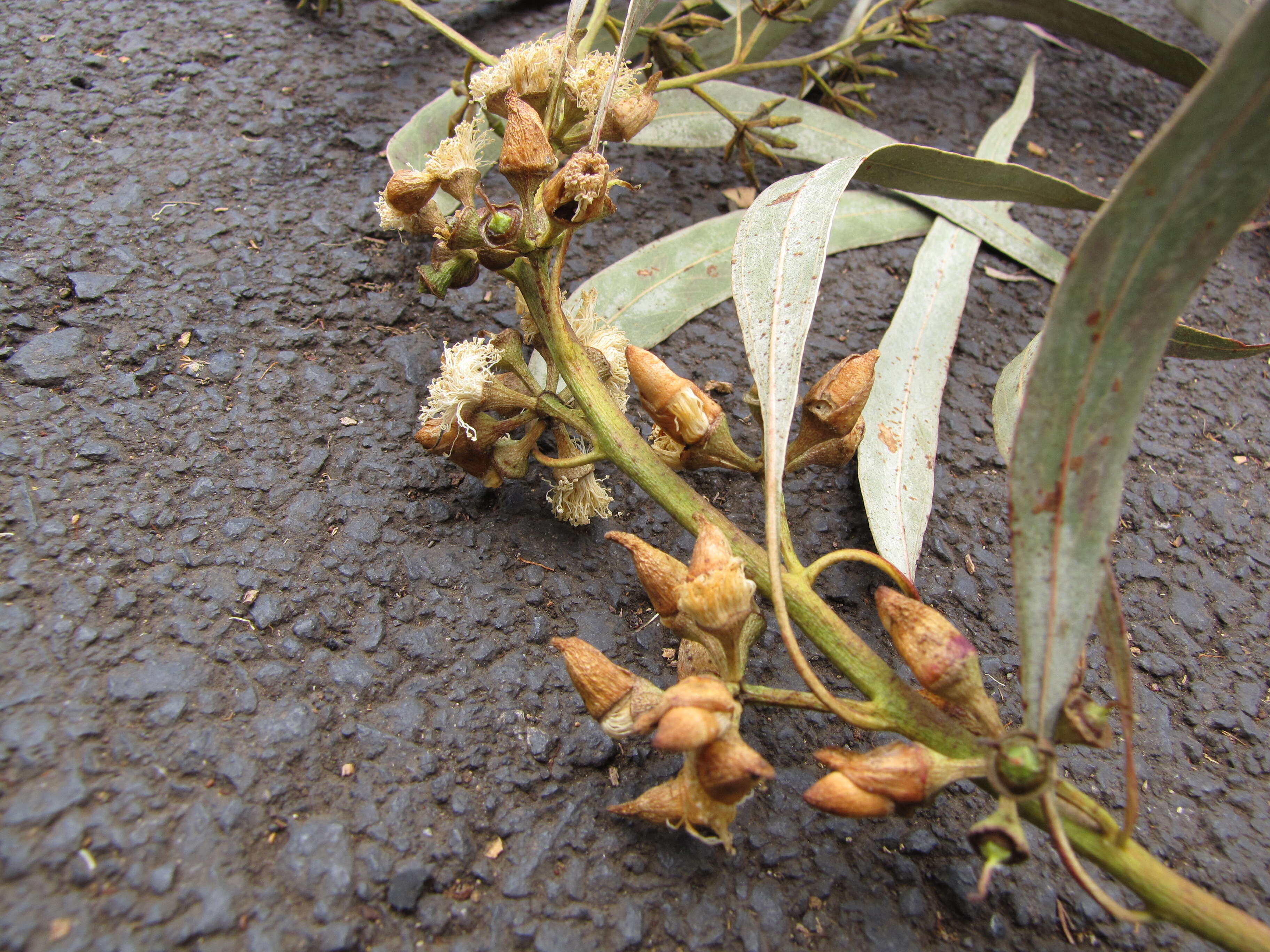 Imagem de Eucalyptus tereticornis Sm.