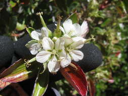 Image of manyflower geranium