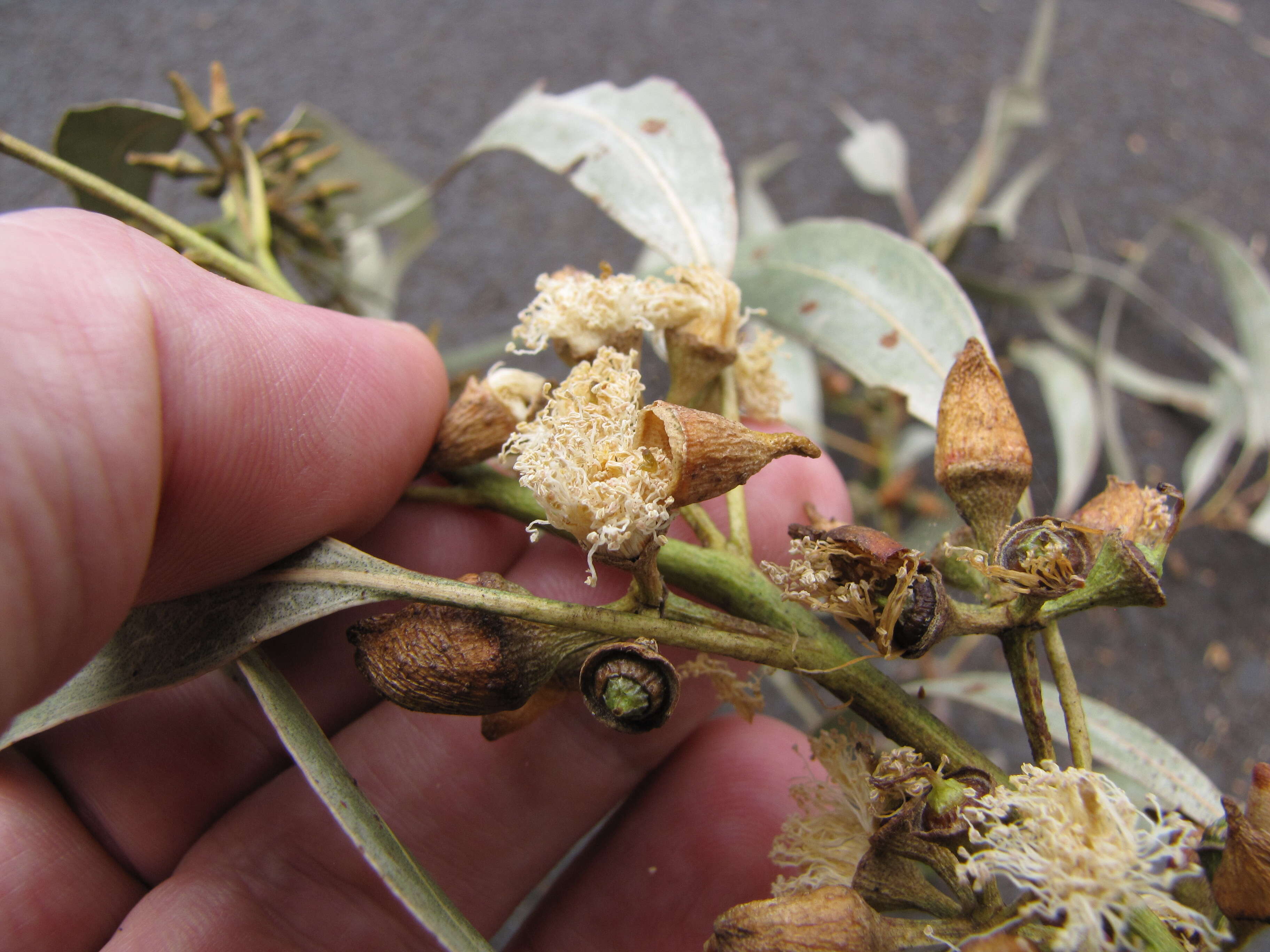 Imagem de Eucalyptus tereticornis Sm.