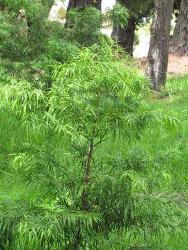 Image of Afrocarpus falcatus