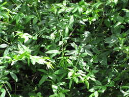 Image of Japanese jasmine