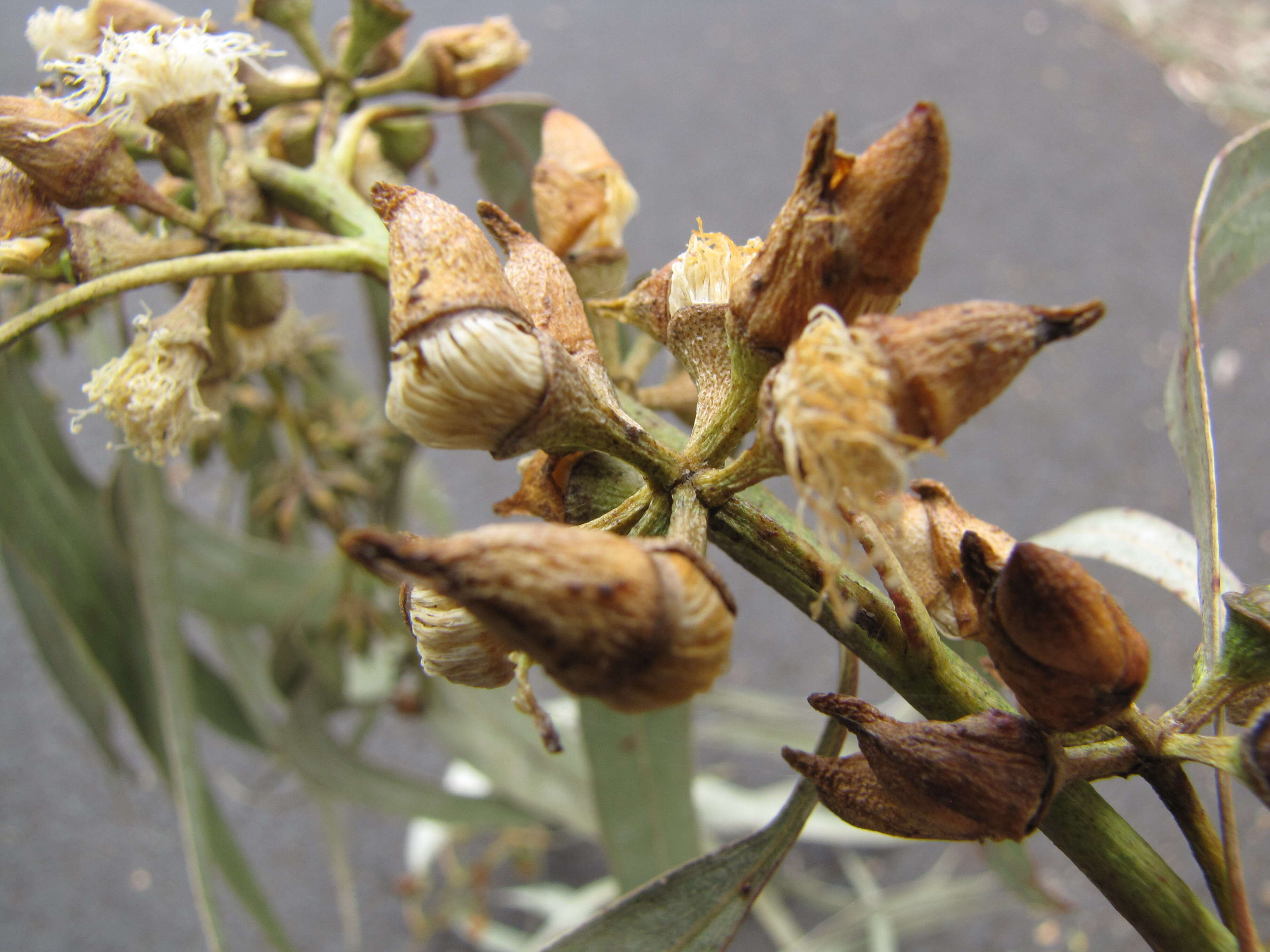 Imagem de Eucalyptus tereticornis Sm.