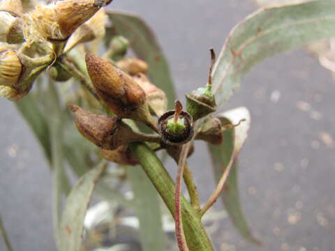 Image of forest redgum