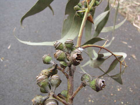 Image of forest redgum