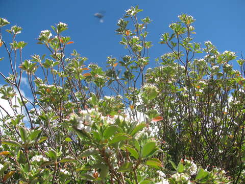 Image of manyflower geranium