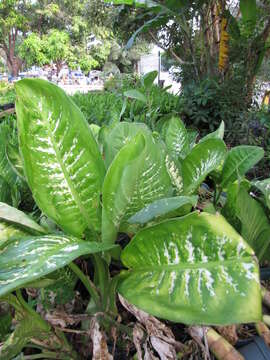 Image of dumbcane