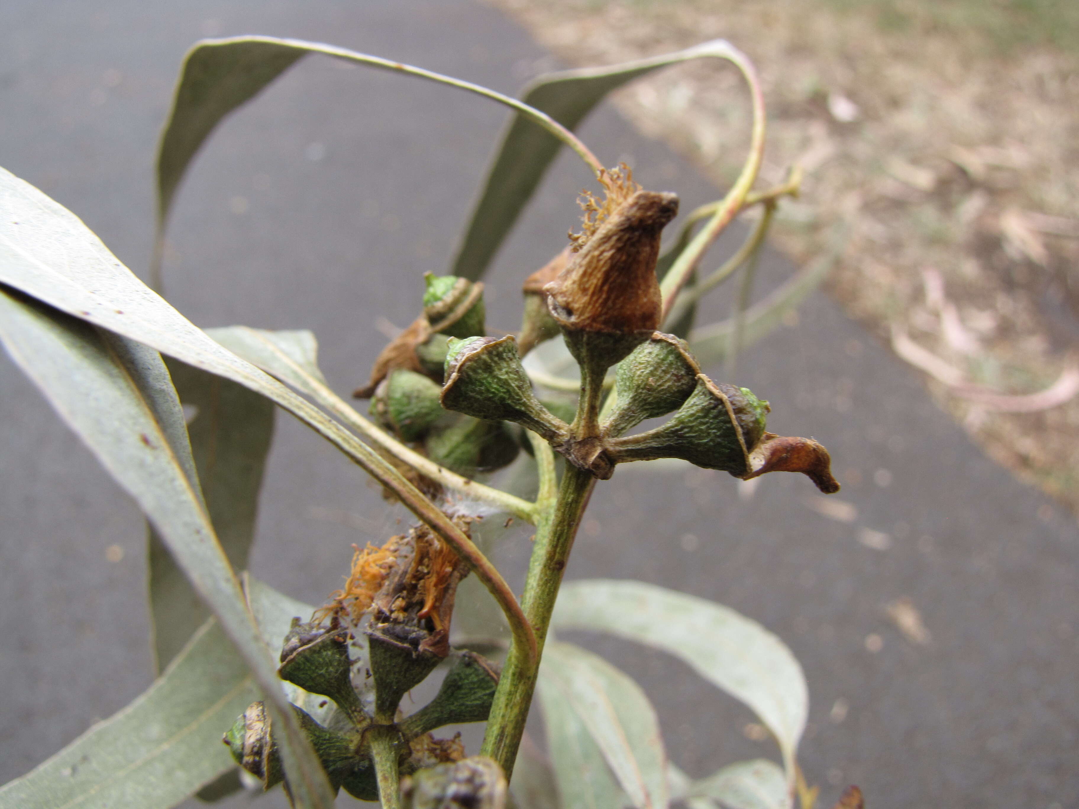 Imagem de Eucalyptus tereticornis Sm.