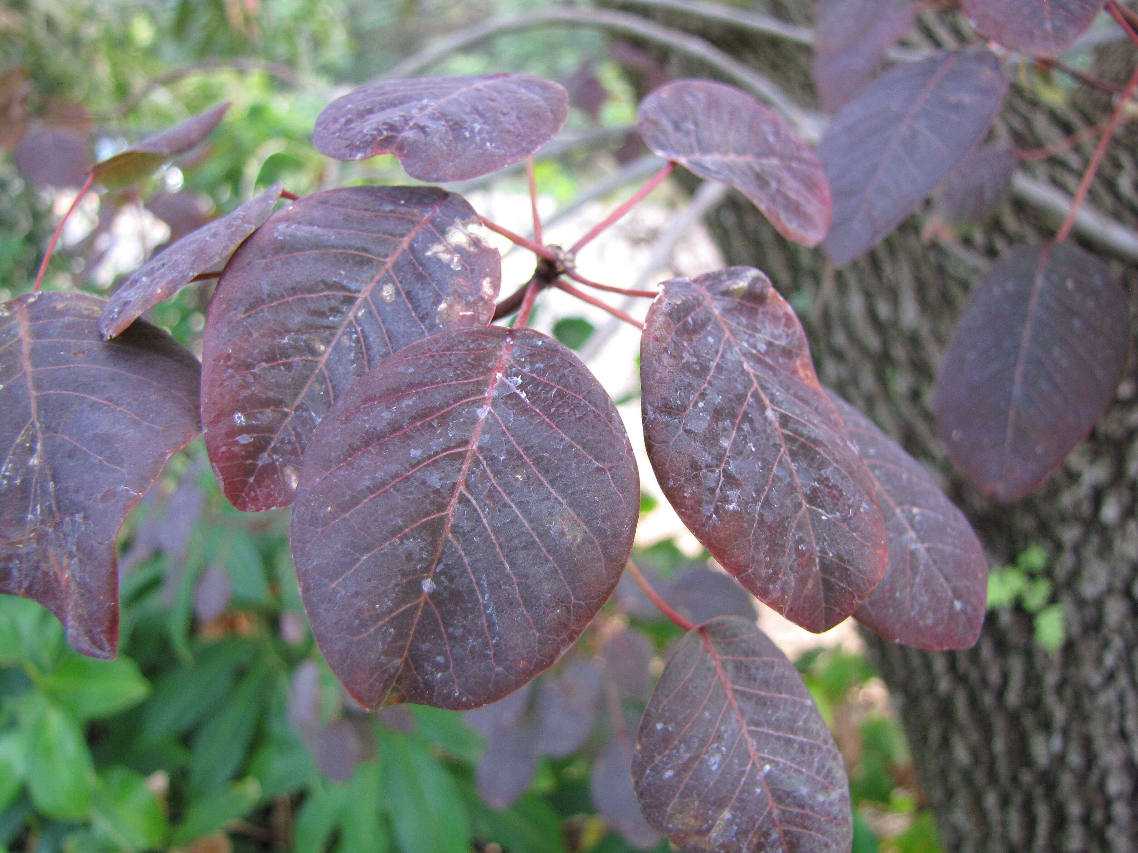 Image of Mexican shrubby spurge