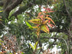 Слика од Syzygium jambos (L.) Alston