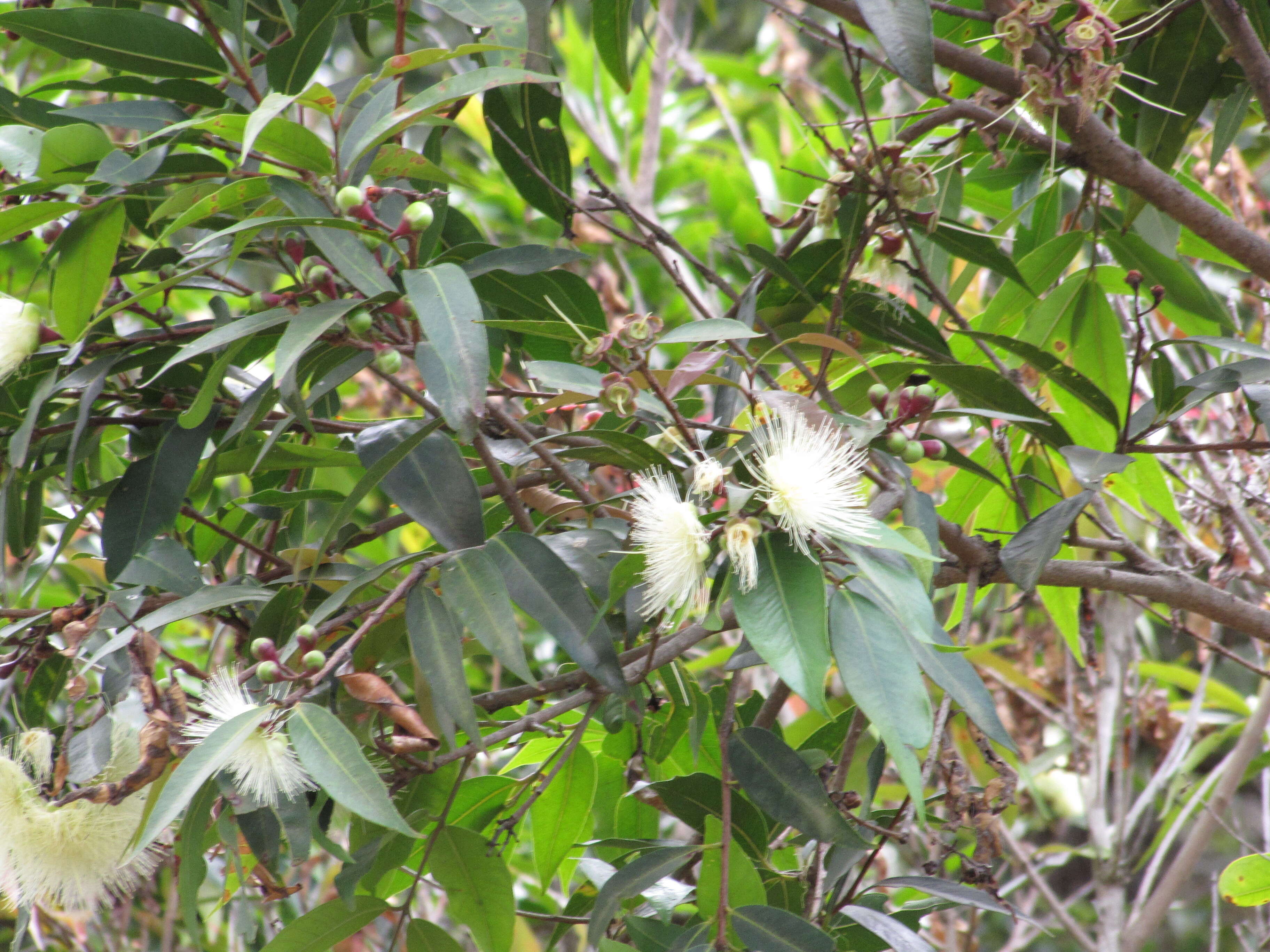 Слика од Syzygium jambos (L.) Alston