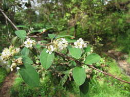 Sivun Cotoneaster pannosus Franch. kuva