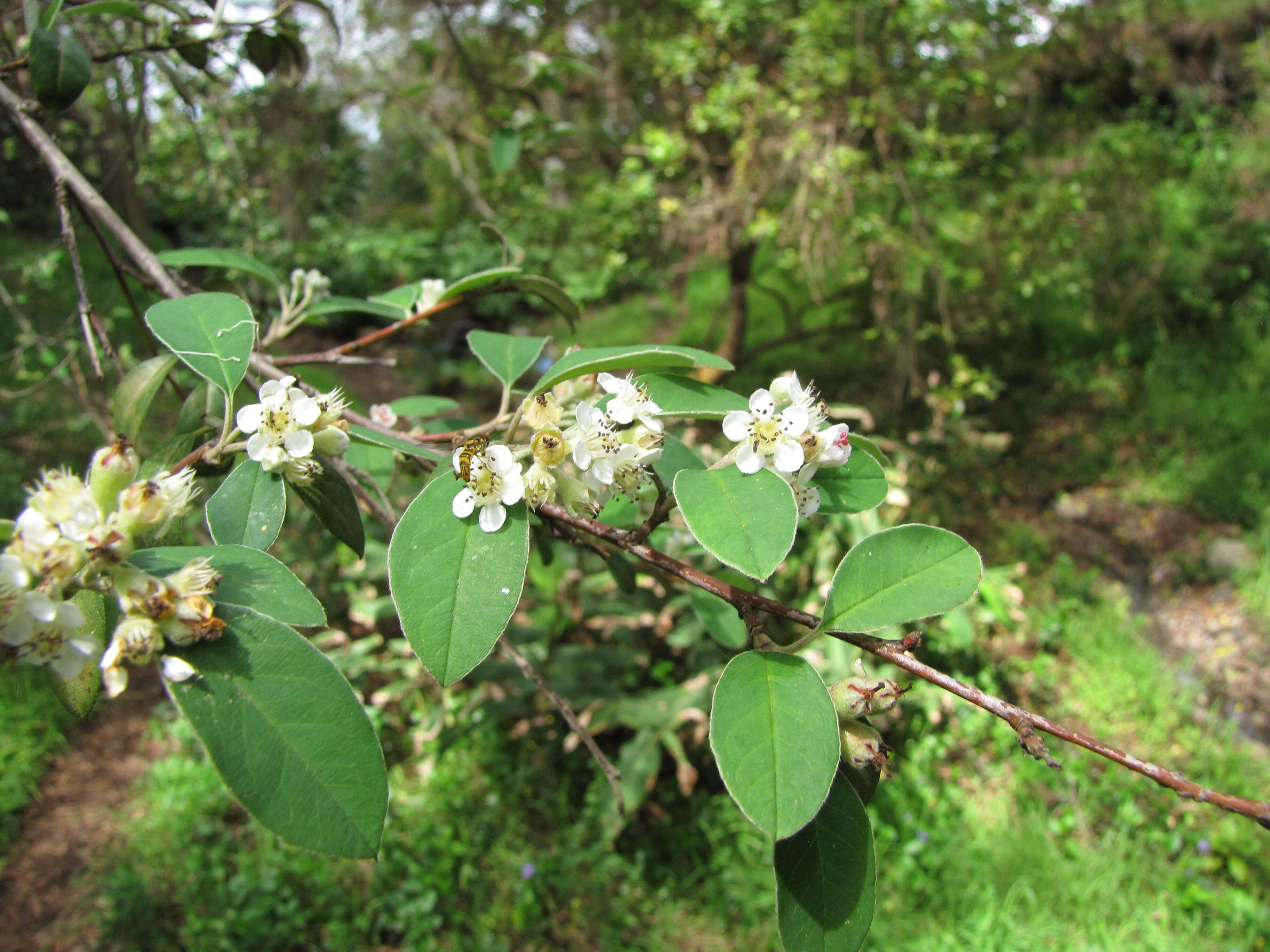 Sivun Cotoneaster pannosus Franch. kuva