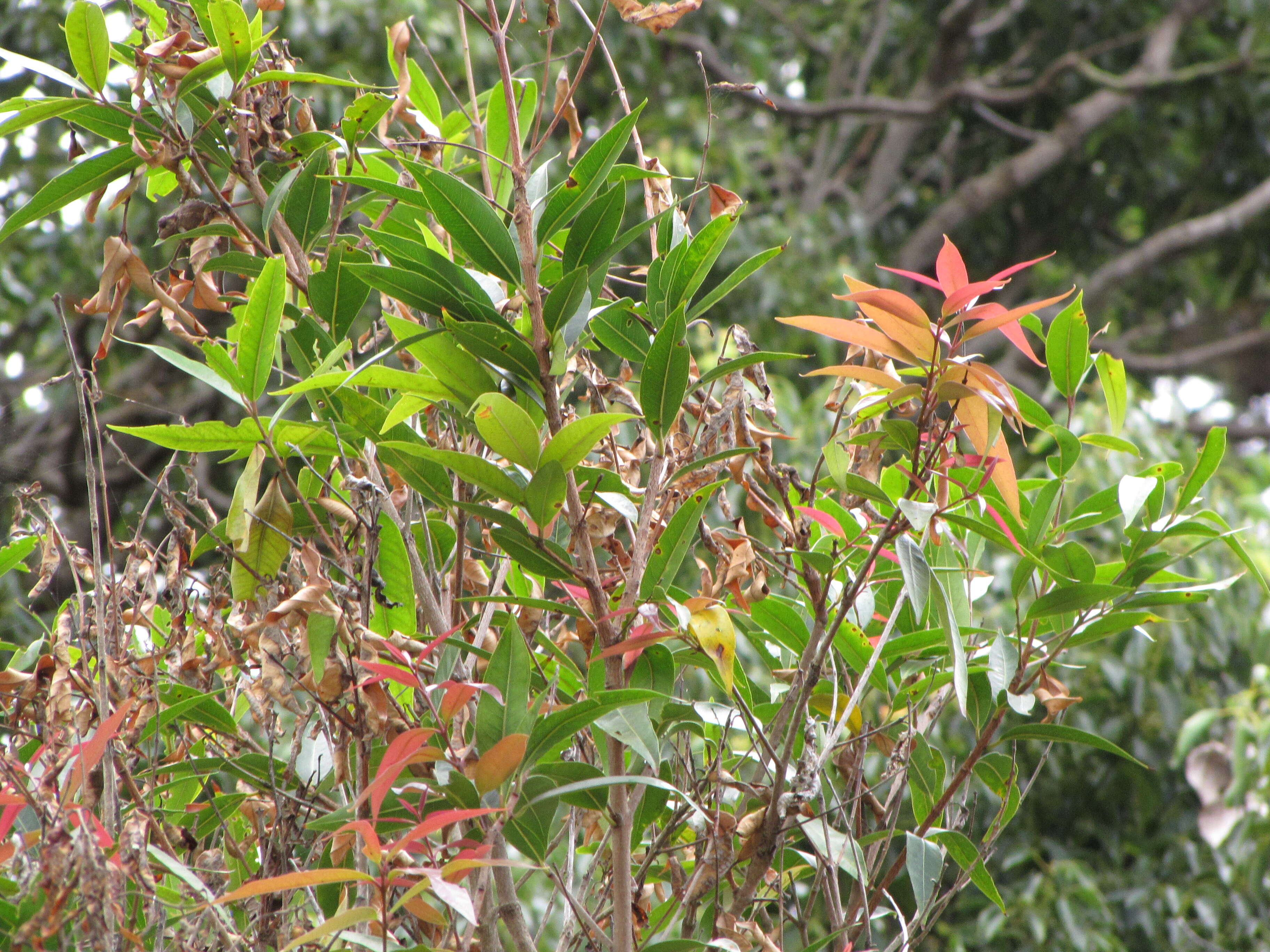 Слика од Syzygium jambos (L.) Alston