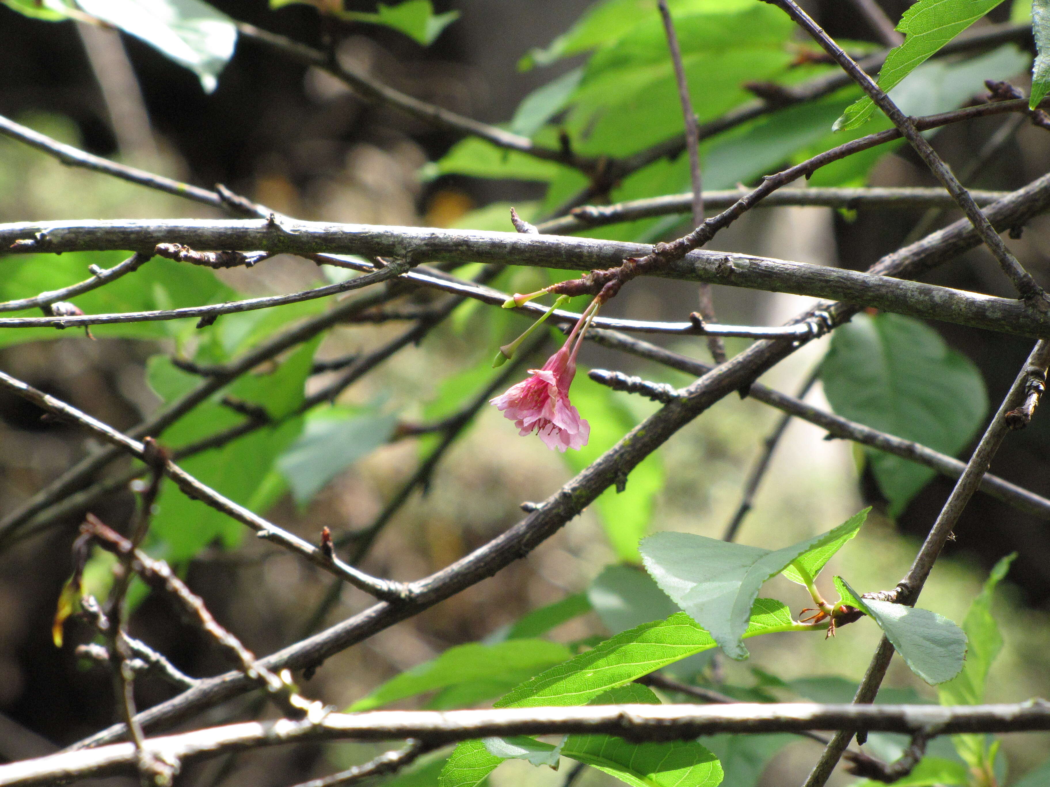 Imagem de Prunus campanulata Maxim.