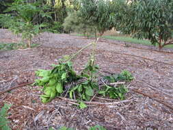 Image of Citrus × sinensis