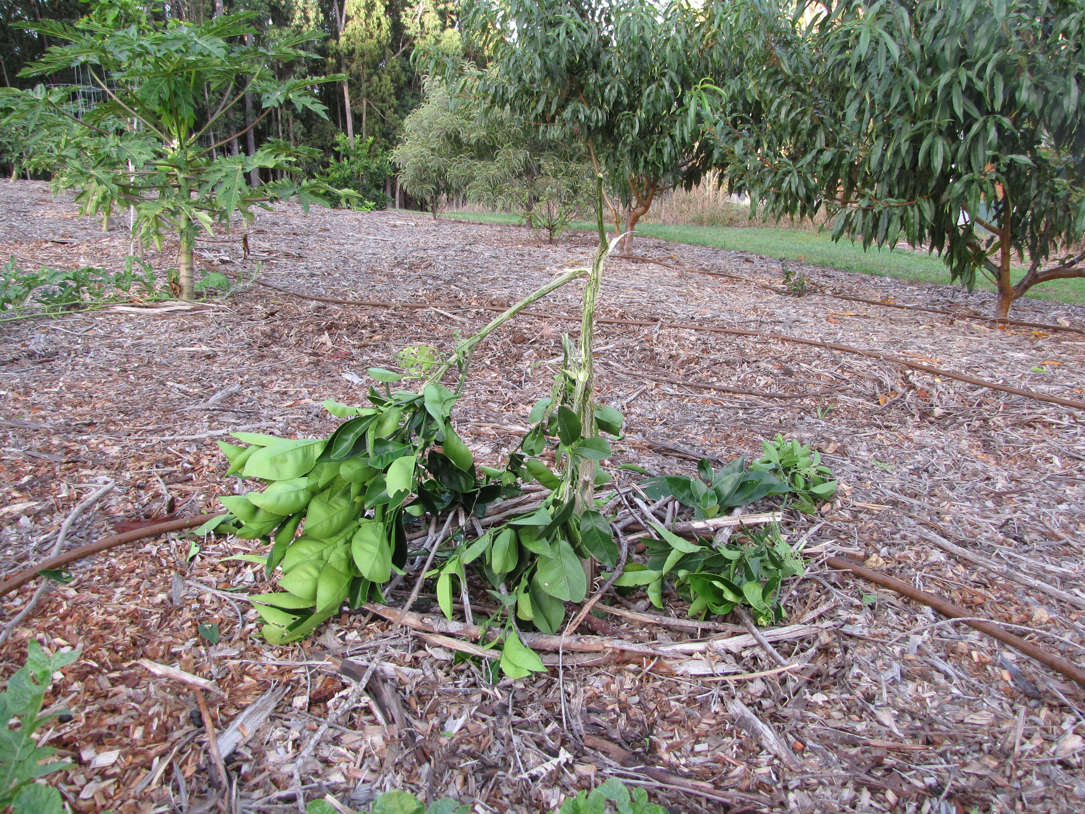 Image of Citrus × sinensis