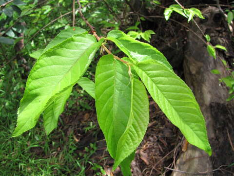 Imagem de Prunus campanulata Maxim.