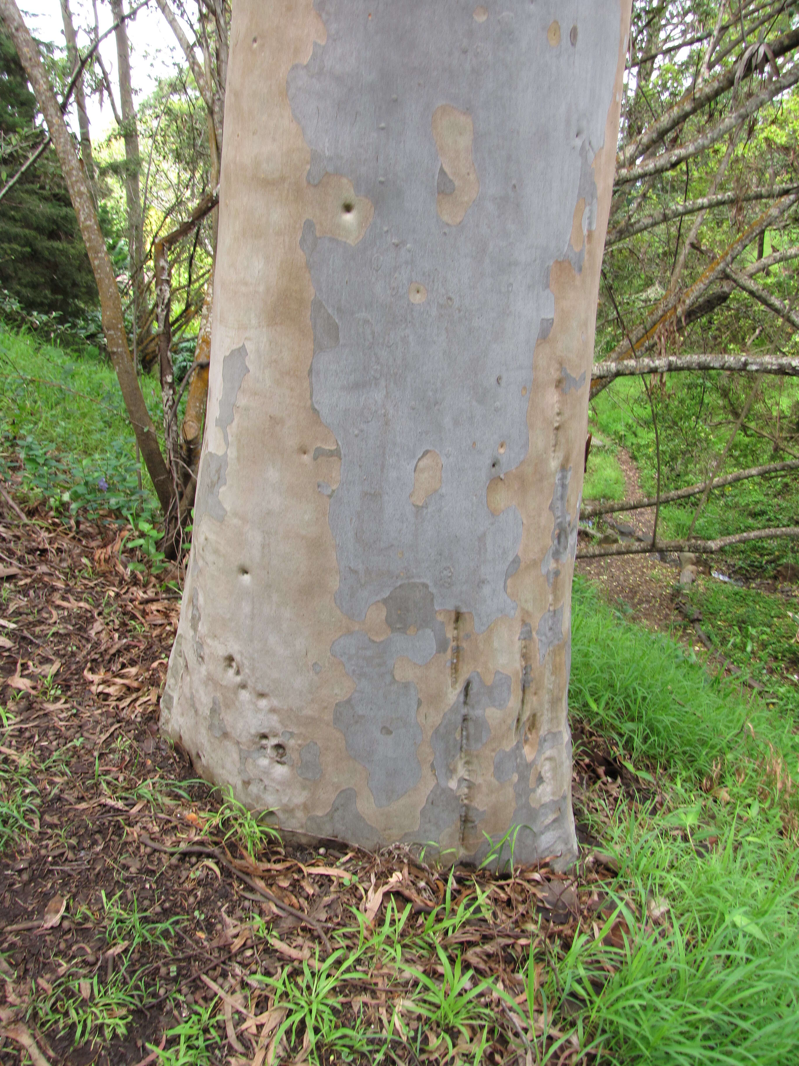 Image of lemonscented gum