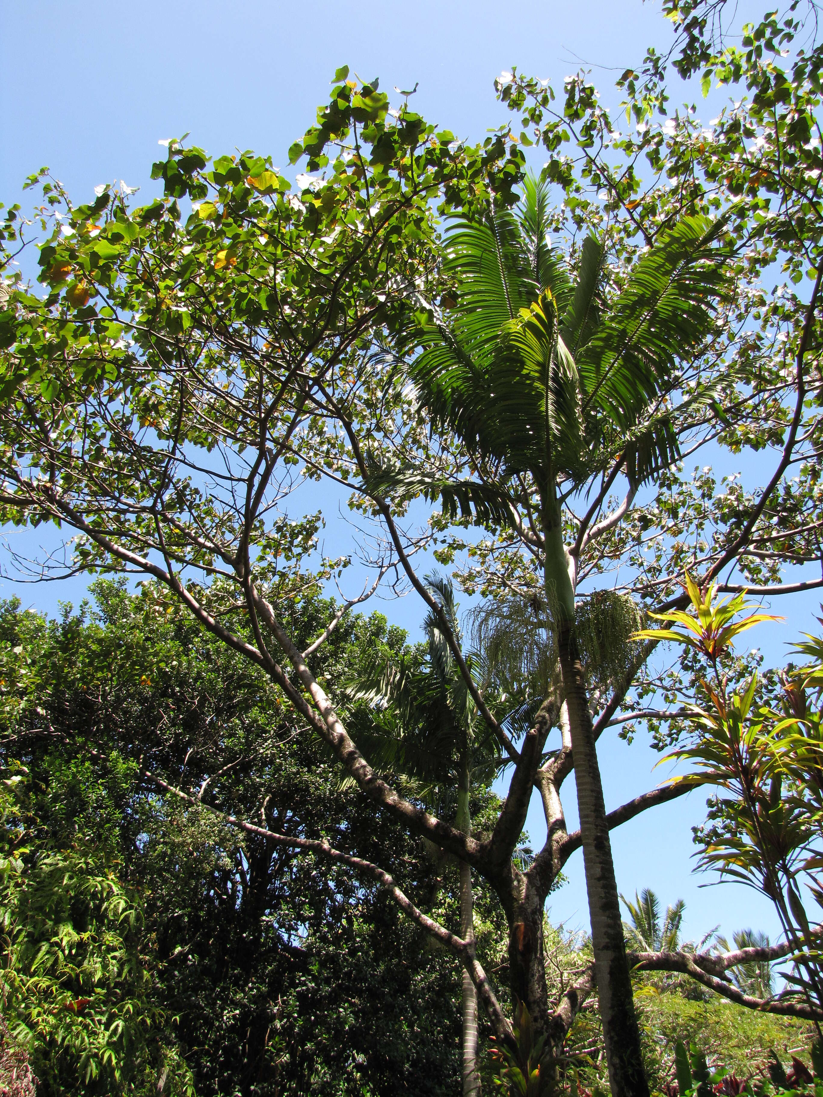 Image of balsa tree