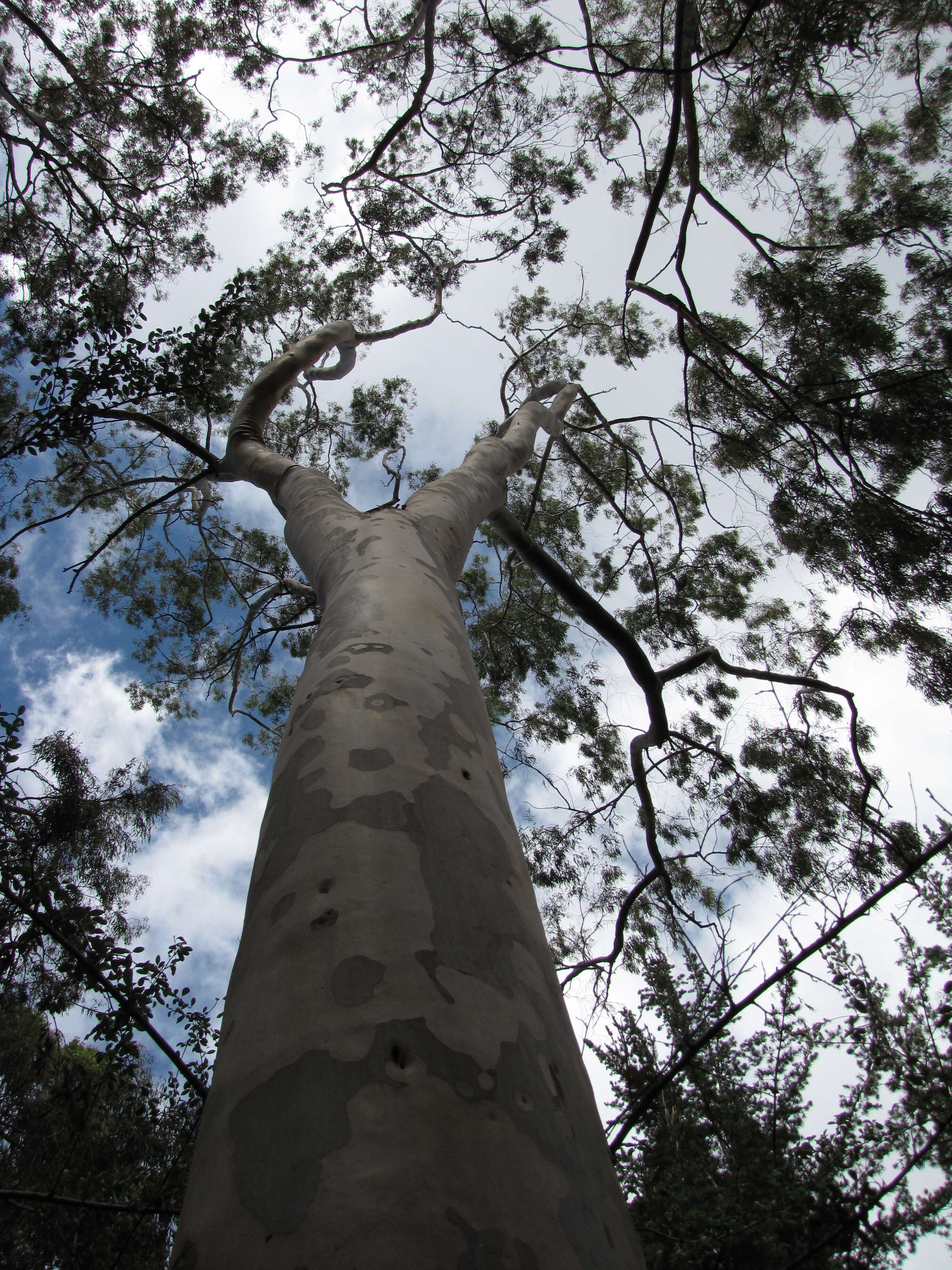 Image of lemonscented gum