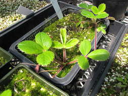 Image of beach strawberry