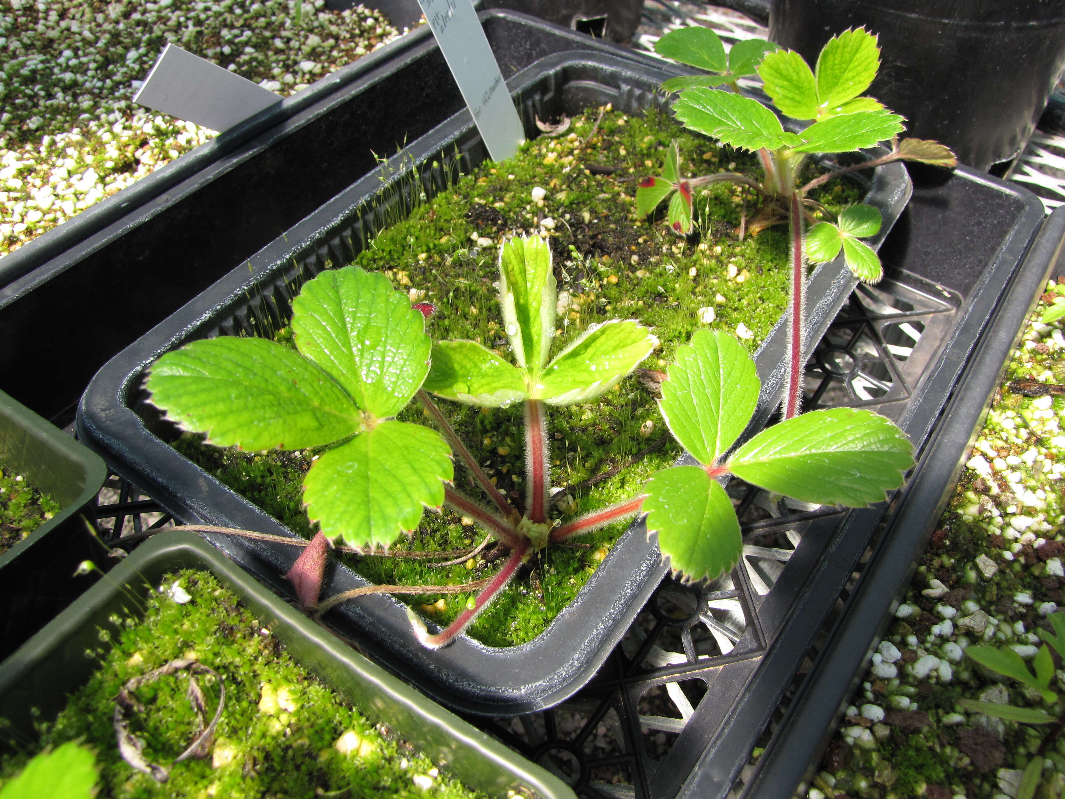 Image of beach strawberry