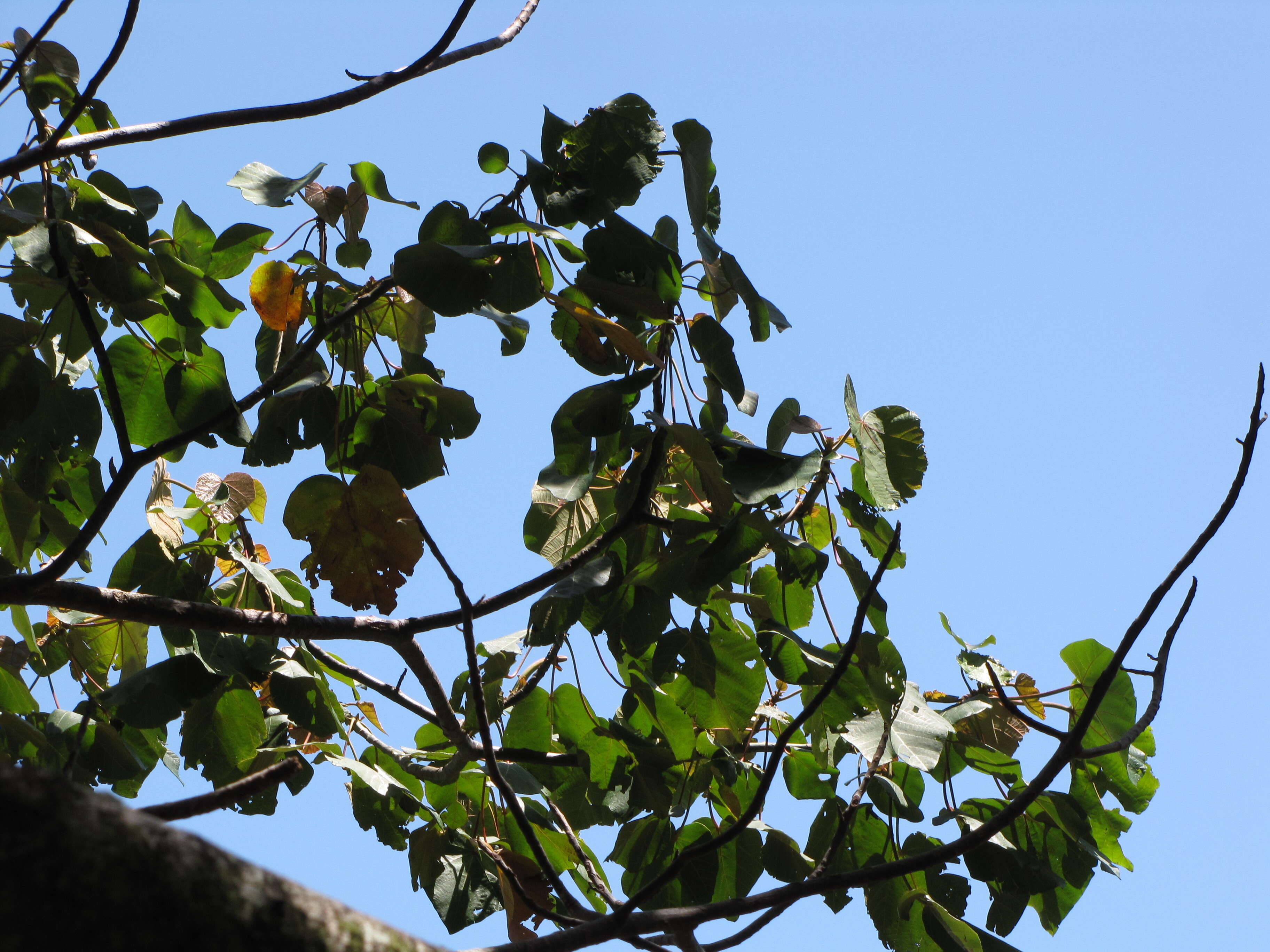 Image of balsa tree