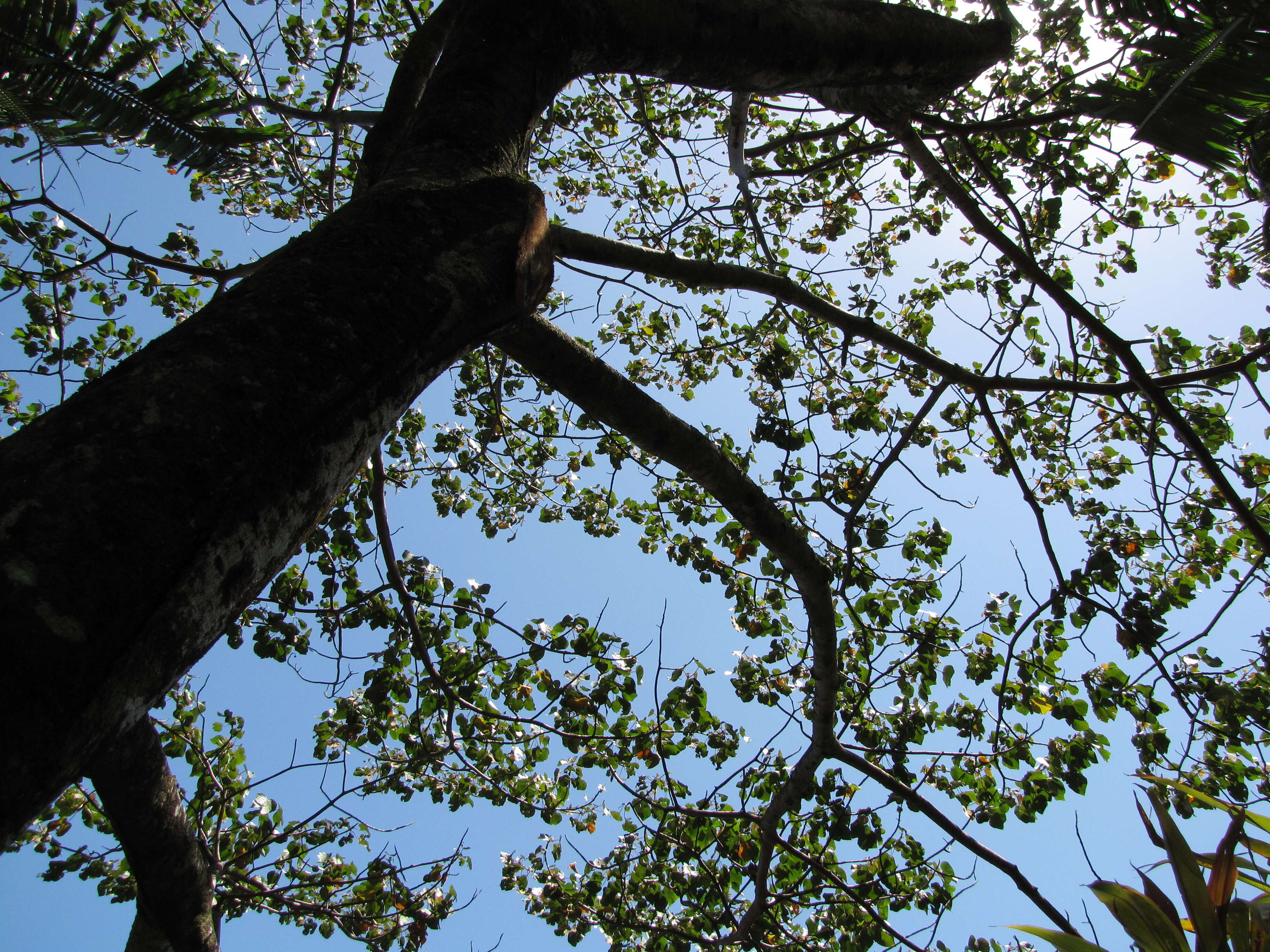 Image of balsa tree