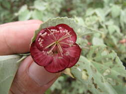 Imagem de Abutilon menziesii Seem.