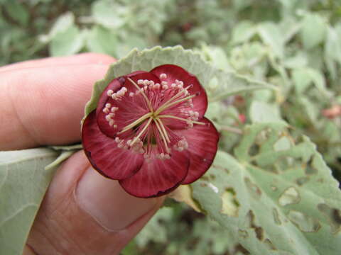 Imagem de Abutilon menziesii Seem.