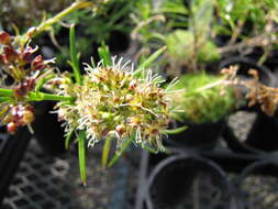 Image of Haleakala schiedea