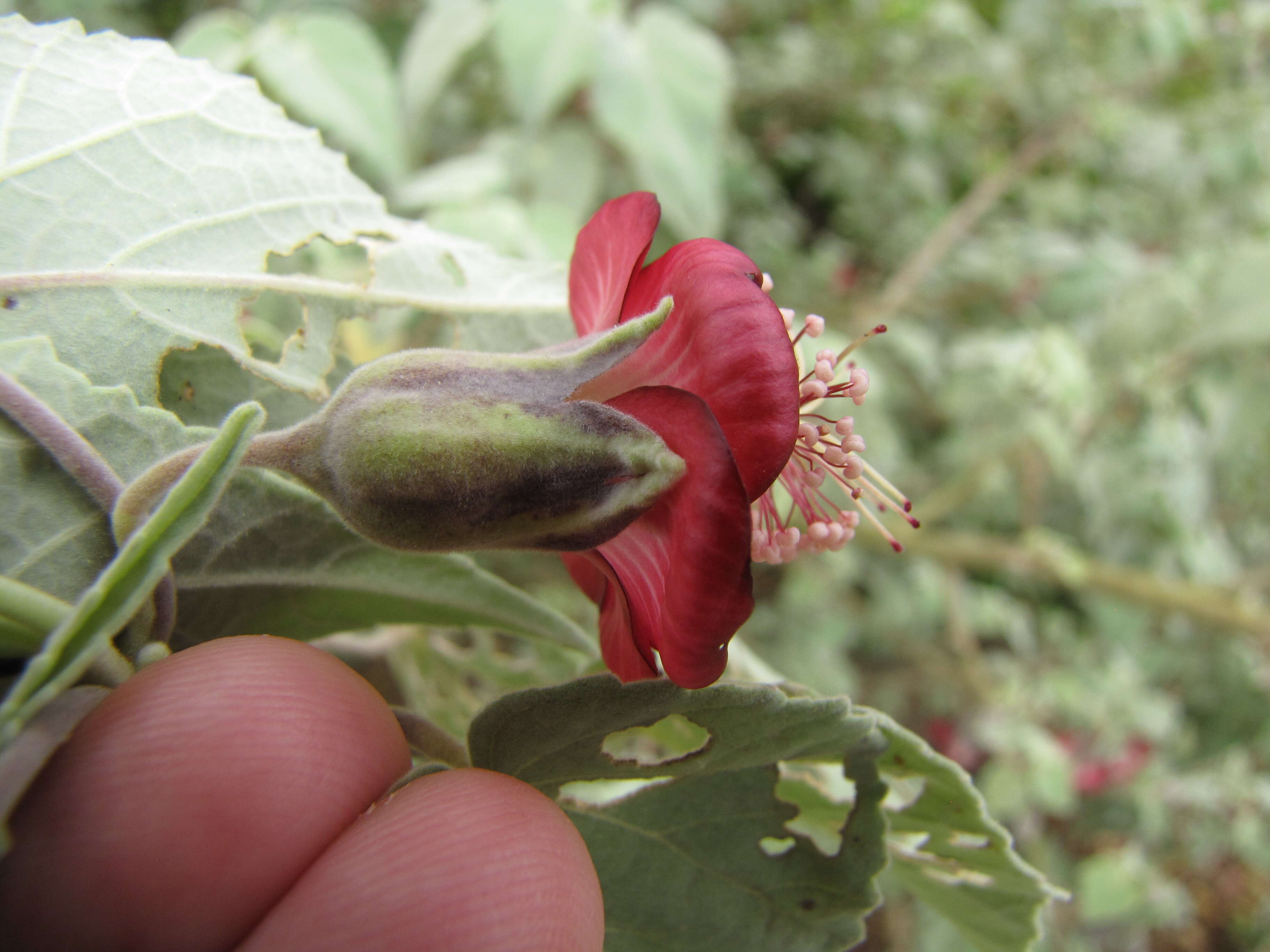 Imagem de Abutilon menziesii Seem.